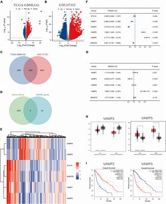 Construction and validation of a risk model based on the key SNARE proteins to predict the prognosis and immune microenvironment of gliomas